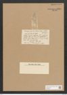 Dictyoneis marginata form. breves Cleve (de-Toni-Nr.: Genus 2, Species 839) Zeichnungen Sammlung Grunow Nr. 1668 (NHMW-BOT-W0368526)